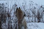 IMG_0151