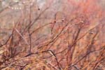 IMG_7490
