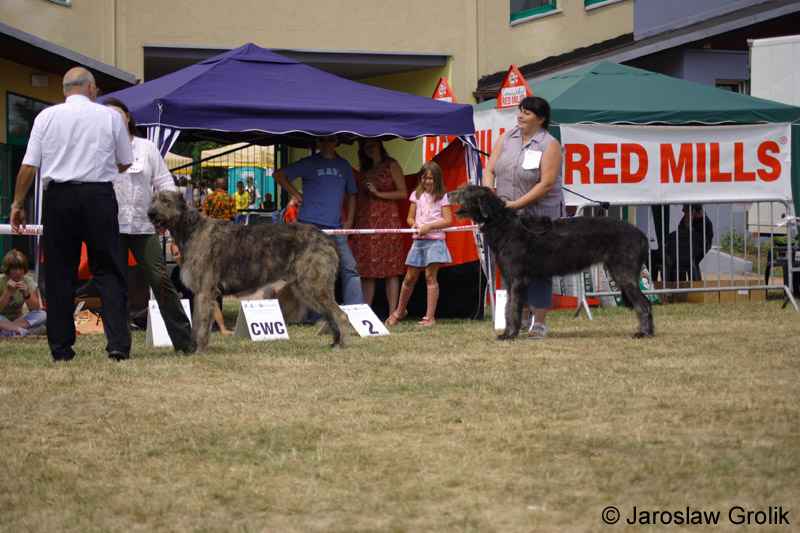 34_IMMLEMANN Sagittarius, BLACKIE Stadlewood