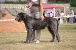 19_CLEGGAN Cu-Cruithin_