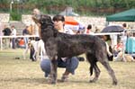 20_BLACKIE Stadlewood
