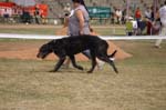 28_BLACKIE_2