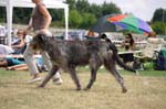 30_GODZILLA Pro Publico Bono_1