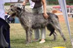 31_GODZILLA Pro Publico Bono_2