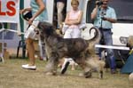 38_CRW_6515