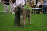 51_IMMELMANN Sagittarius_04