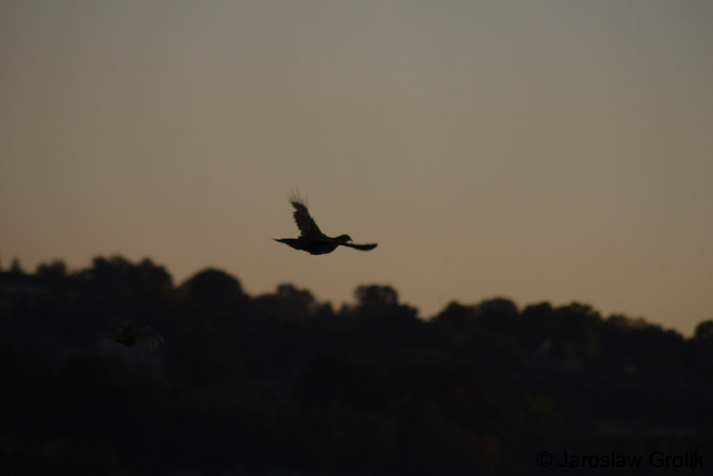 CRW_7877