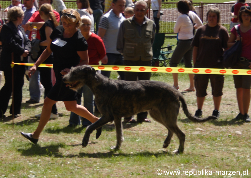 JeleniaGora 09 wilczarz02