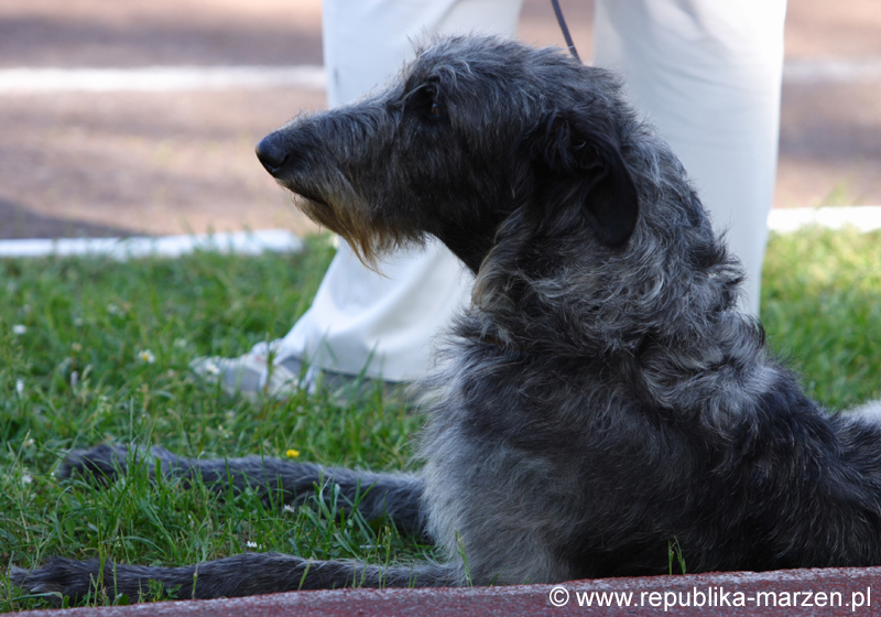 JeleniaGora 09 wilczarz07