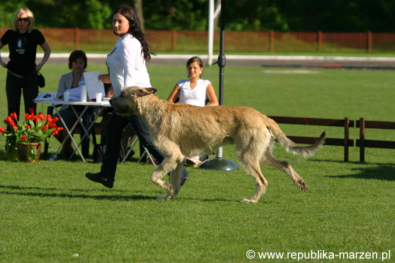 JeleniaGora 09 wilczarz12
