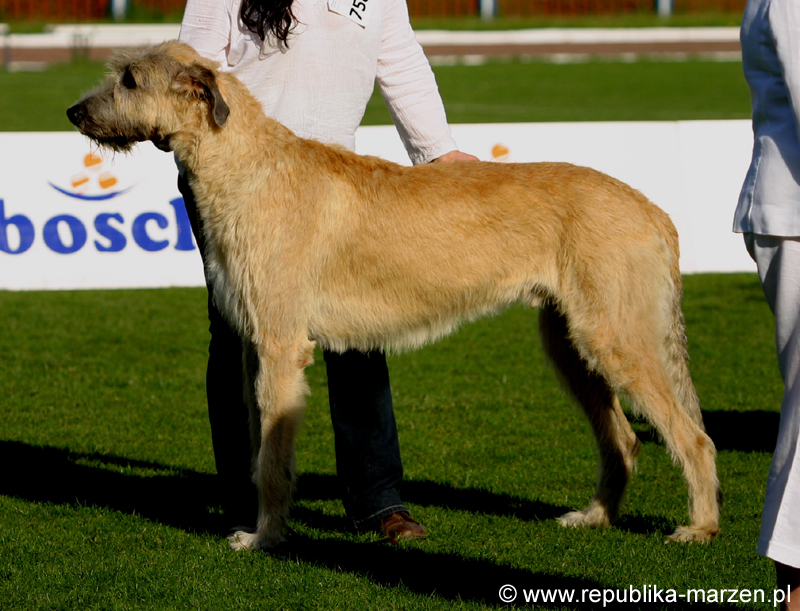JeleniaGora 09 wilczarz15
