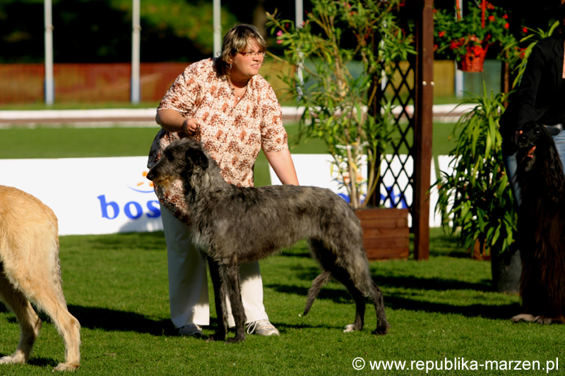 JeleniaGora 09 wilczarz16
