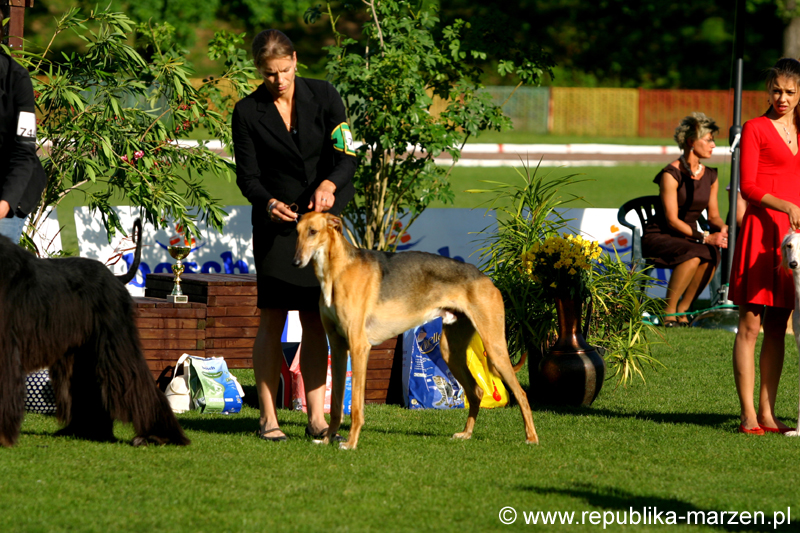 JeleniaGora 09 wilczarz17
