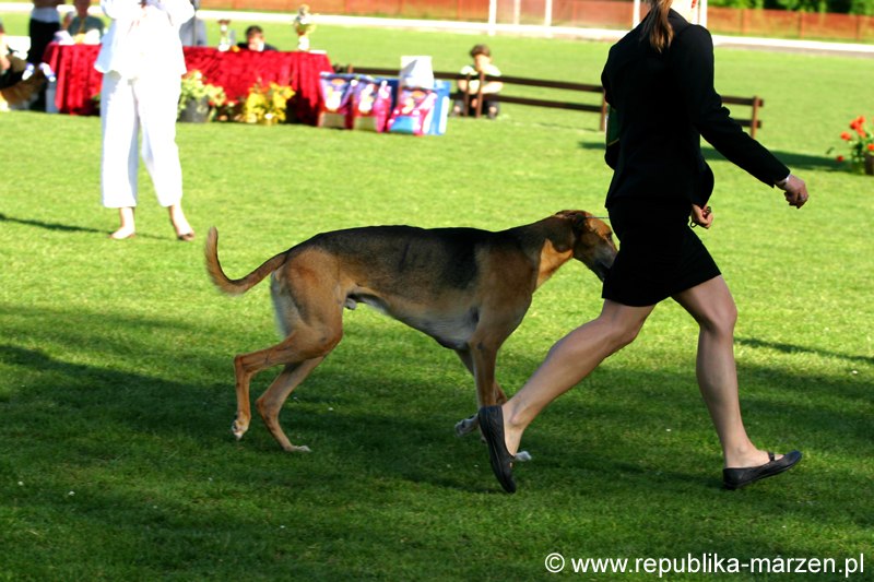 JeleniaGora 09 wilczarz19