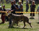 JeleniaGora 09 wilczarz03