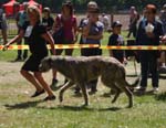 JeleniaGora 09 wilczarz06
