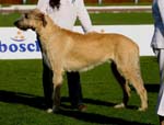 JeleniaGora 09 wilczarz15