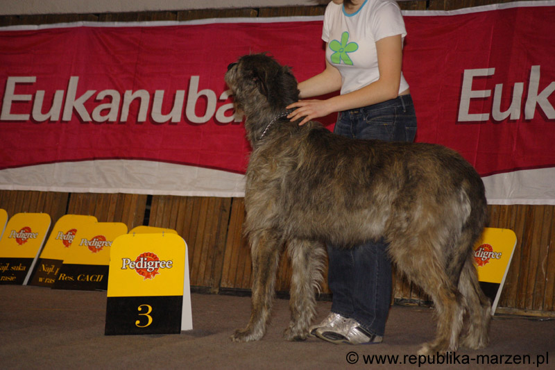 37_Cu_Cruithin_CEDRIC