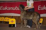 37_Cu_Cruithin_CEDRIC