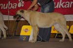 52_LAILA_Celtic_Alanda