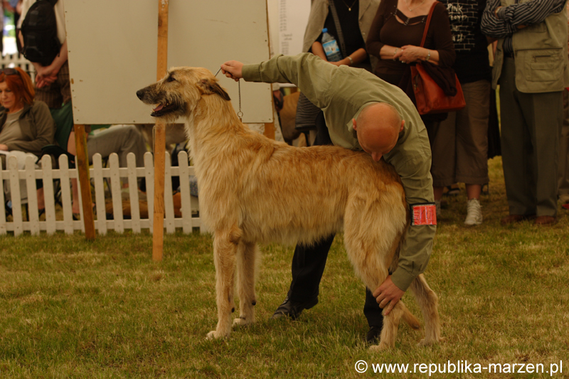 Leszno 09 wilczarze 10