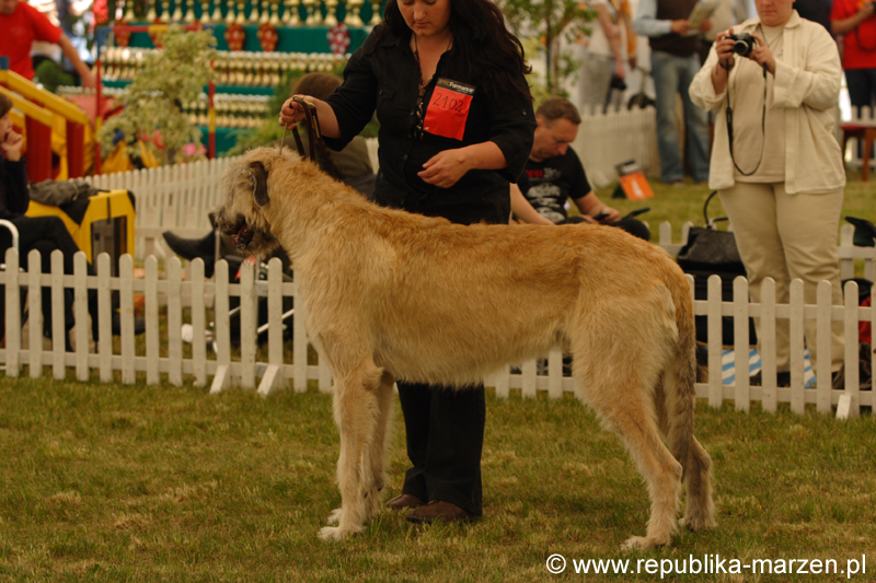 Leszno 09 wilczarze 11