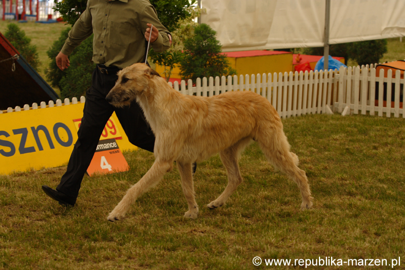 Leszno 09 wilczarze 12