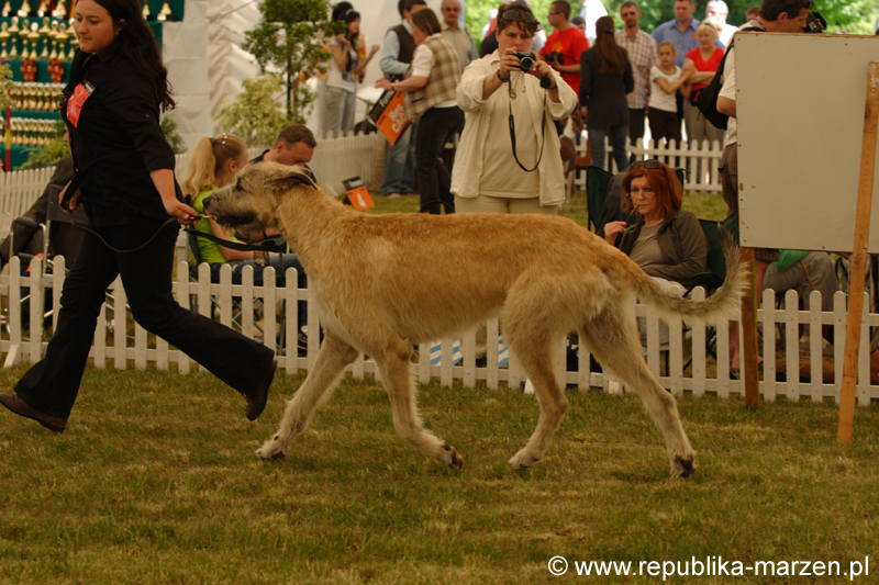 Leszno 09 wilczarze 13