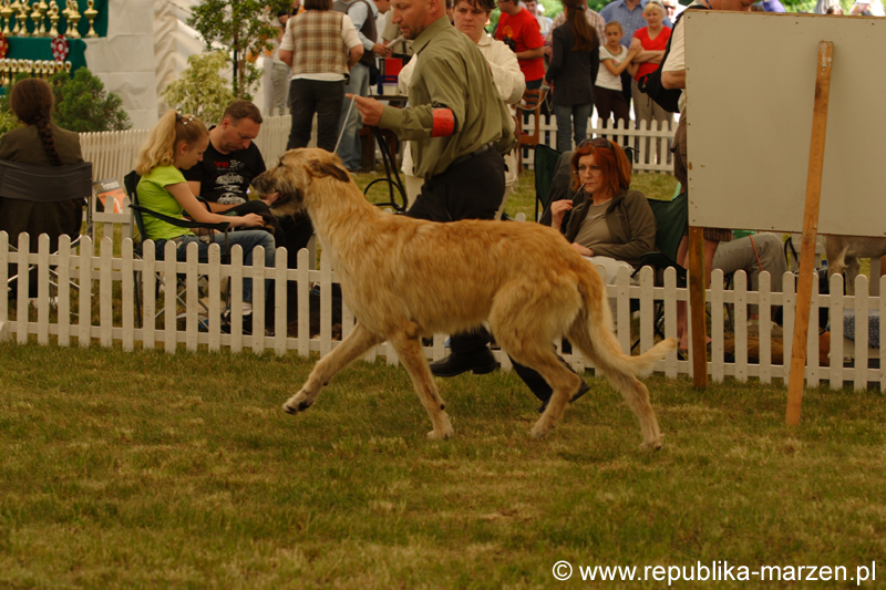 Leszno 09 wilczarze 14