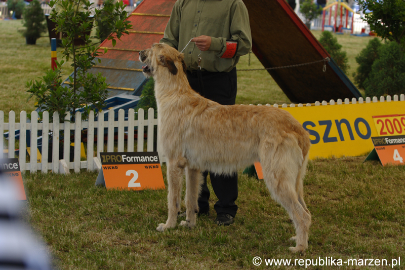 Leszno 09 wilczarze 15