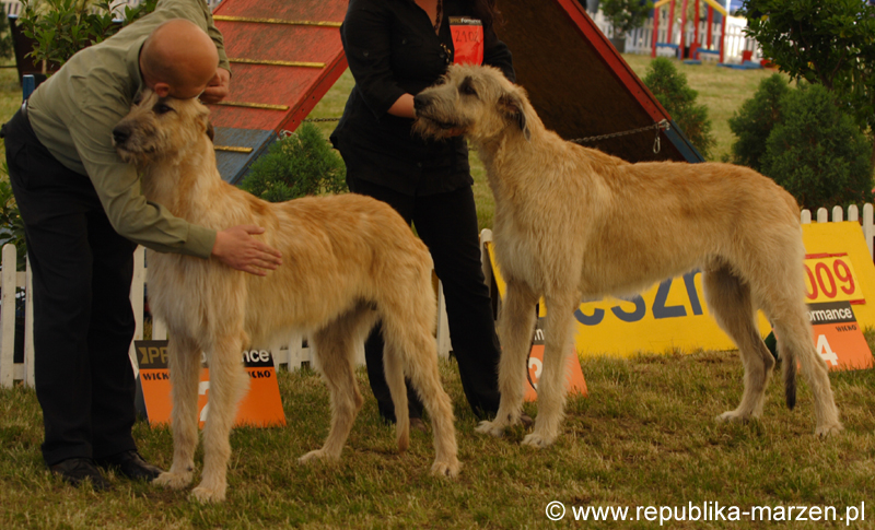 Leszno 09 wilczarze 16