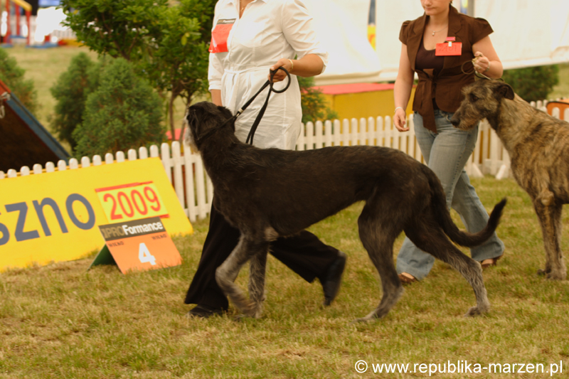 Leszno 09 wilczarze 17