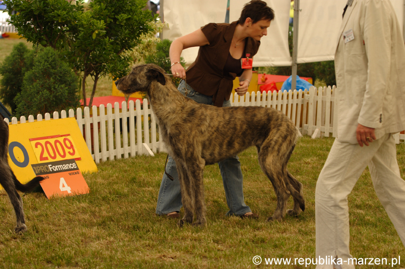 Leszno 09 wilczarze 19