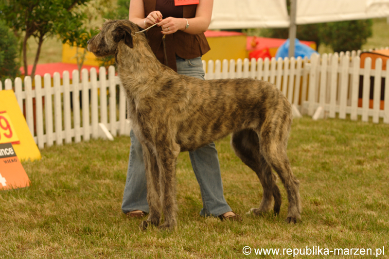 Leszno 09 wilczarze 20