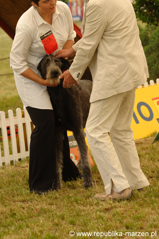 Leszno 09 wilczarze 21