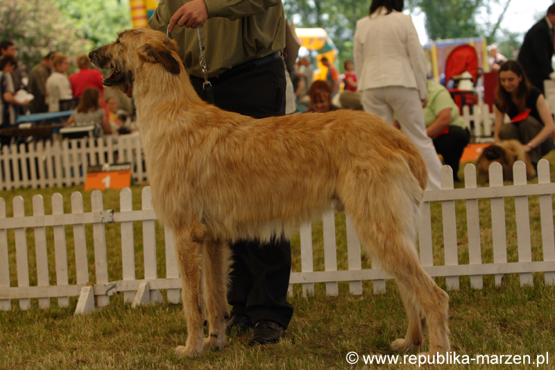 Leszno 09 wilczarze 23