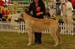 Leszno 09 wilczarze 11
