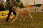 Leszno 09 wilczarze 12
