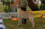Leszno 09 wilczarze 15
