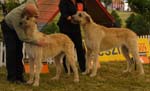 Leszno 09 wilczarze 16