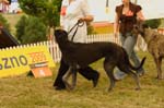 Leszno 09 wilczarze 17