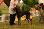 Leszno 09 wilczarze 18