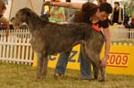 Leszno 09 wilczarze 22