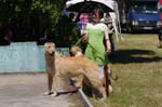 Leszno 09 wilczarze 24