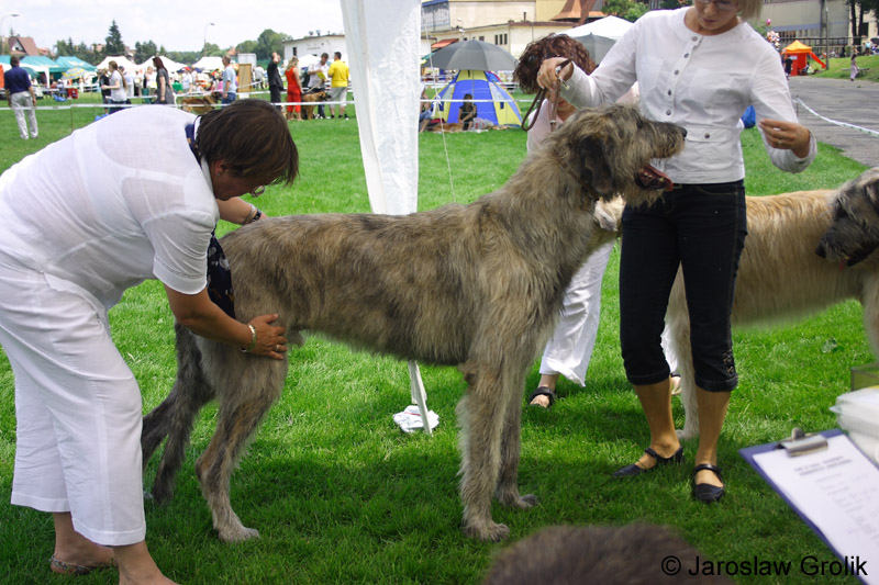 CARLOS Salutaris2