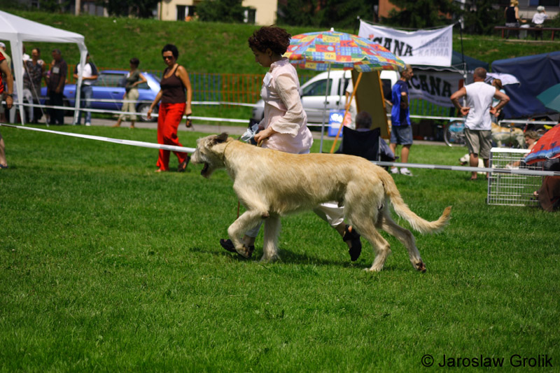 COVINI Sagittarius