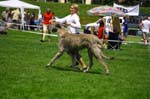 CARLOS Salutaris1