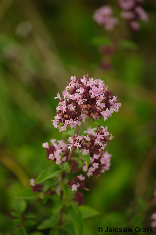 CRW_6321