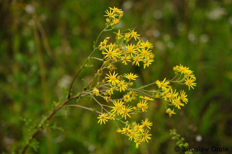 CRW_6323