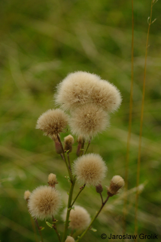 CRW_6408